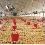 THD2608 Poultry Gas Brooder Heater NG LPG Infrared Heating Element