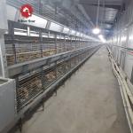 H Type Automatic Battery Chicken Cages Poultry Farming Galvanized 4Tiers for sale