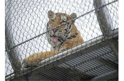 China 7x7 Tiger Metal Stainless Steel Zoo Mesh Enclosure Netting X Tend Shaped supplier