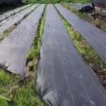 High Tensile Strength Weed Barrier Fabric Dual Functions For Weed Control