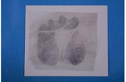 China C163 White high gloss Palm print backing sheet supplier