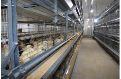 China ISO Broiler Chicken Cage System Custom Poultry Broiler Cage For Poultry Husbandry supplier