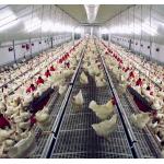 Spring Auger Feed Pan 0.75kw Automated Poultry Feeding System for sale