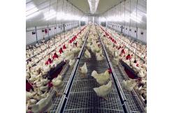 China Spring Auger Feed Pan 0.75kw Automated Poultry Feeding System supplier