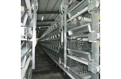 China Battery 50000 Layers 5 Tier Broiler Cage System HDG Steel Material supplier