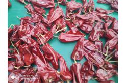 China New Crop Yidu Dried Chili With Stem HACCP Certification supplier