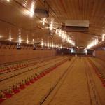 Fully Automated Modular Steel Structure Poultry House Fireproof Prefab Farm Buildings