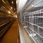 Breeding Farm Chicken Battery Poultry Cage For Broiler for sale