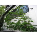 Flexible Inox Wire Rope Plant Trellis , Plant Climbing Green Wall Mesh for sale