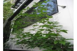 China Flexible Inox Wire Rope Plant Trellis , Plant Climbing Green Wall Mesh supplier