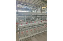 China Automated Ventilated Layer Cage System Accommodates 120 Birds Across Four Tiers supplier
