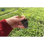 Agriculture Metal Mesh Nursery Rolling Benches Movable Greenhouse Cultivation Bench