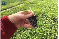 China Agriculture Metal Mesh Nursery Rolling Benches Movable Greenhouse Cultivation Bench supplier