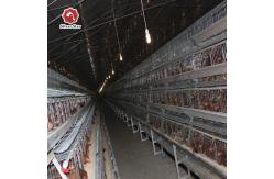 China Hens Layer Egg Chicken Cage Automatic Feeding System supplier