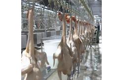 China 300-500BPH Automatic Poultry Slaughterhouse Chicken Slaughtering Machine supplier