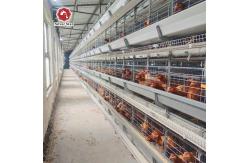 China Automated Poultry Equipment 4-8 Tier Hot-Dip Galvanized Egg Collecting Cage supplier