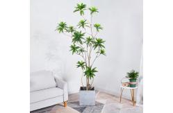 China Artificial special-shaped dracaena Reflexa tree green home deco hotel office potted tree supplier