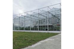 China Agriculture Flower Greenhouse Glass Industrial Outdoor Multispan Glass Professional Dutch Greenhouse For Flower Planting supplier