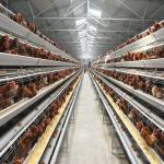 H Shaped Small Stacked Layer Chicken Cage 6 Layers Customized for sale