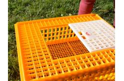 China Poultry Broiler Quail Pigeon Plastic Chicken Transport Cages supplier
