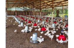 China Nipple Drinking System Odm Broiler Poultry Equipment For Farm supplier