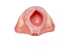 China PVC Fetus Uterus Human Anatomical Teaching Models For Practice Teaching supplier