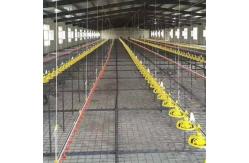 China 12 Birds 60HZ Poultry Farm Feeding System supplier