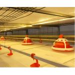 Steel Poultry Farm Automatic Feeding System For Broilers And Layers