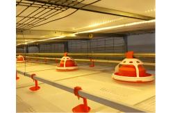 China Steel Poultry Farm Automatic Feeding System For Broilers And Layers supplier