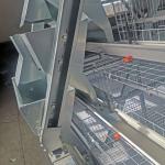 Full Automatic Broiler Baby Chick Cage Hot Galvanized With Manure Cleaning System for sale
