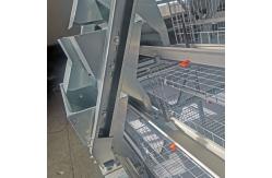 China Full Automatic Broiler Baby Chick Cage Hot Galvanized With Manure Cleaning System supplier