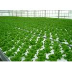 Greenhouse Aeroponics Hydroponics System 3 Meter