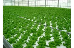 China Greenhouse Aeroponics Hydroponics System 3 Meter supplier