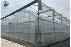 China Multi Span Greenhouse For Growing Tomatoes And Vegetables With Film Covering supplier