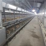 Battery Broiler Chicken Cage Poultry Drinking System for sale
