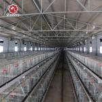 Broiler Baby Chick Poultry Raising Equipment Galvanized Steel Anti Corrosion for sale
