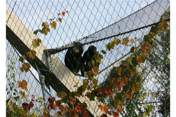 X Tend Stainless Steel Zoo Mesh Flexible Good Perspective Impact Resistance