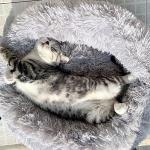 Cushion Polypropylene Plush Round 300g Cat Nest Basket for sale