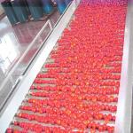 Automatic Concentrated Tomato Paste Production Line SUS304 380V 50Hz for sale