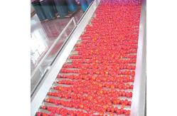 China Tomato Planting Machine Tomato Processing Line Full / Semi Automatic 2 - 50 T/H supplier