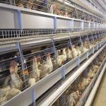 108-144Birds Poultry Cage 3-4Layers Broiler Raising Equipment for sale