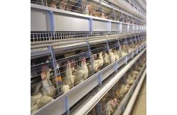 China Customized Multi Layer Poultry Cage Automatic Egg Collection Cages supplier