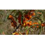Sea buckthorn Juice Concentrate, clear type, 30.0 brix min.