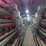 Battery Cages For Laying Hens In This Poultry Farmhouse Are Hot-dip Galvanized For Durability. for sale
