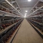 Poultry Farming Chicken Layer Cages Fully Automatic Battery System H Type Egg for sale