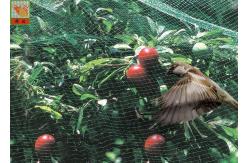 China Green Garden Mesh Netting Polypropylene Bird Netting Hole Open 10mm * 12 Mm supplier