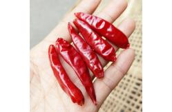 China 20000shu Stemless Dried Tien Tsin Chili Peppers Single Herbs supplier