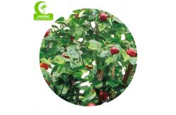 China Chinese Goods Wholesale Artificial Apple Tree 2.8m Artificial Fruit Tree supplier