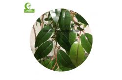 China Real Touch 130cm High Artificial Ficus Tree , Lifelike Artificial Palm Trees Durable supplier