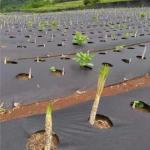 4-5 Years Weed Control Fabric With Water Permeability Soil Protection